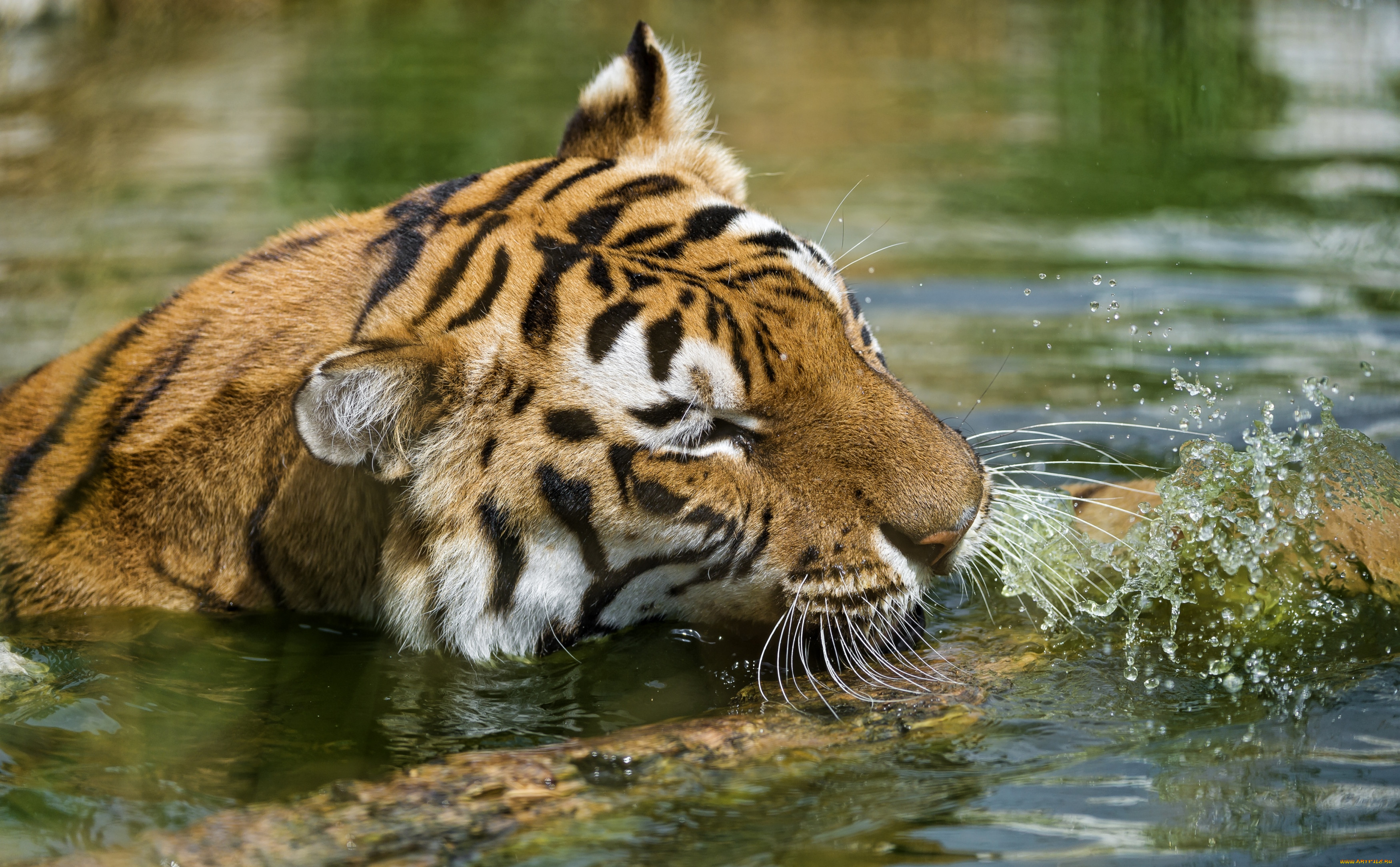 Животные и вода картинки